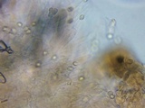 Pluteus hongoi image