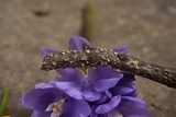 Stictis radiata image