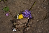 Stictis radiata image