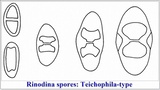 Rinodina teichophila image