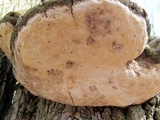 Perenniporia fraxinophila image