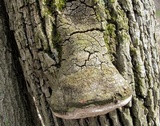 Perenniporia fraxinophila image