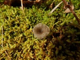 Arrhenia epichysium image
