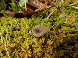 Arrhenia epichysium image