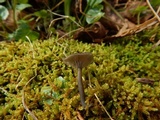 Arrhenia epichysium image