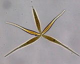 Flabellospora acuminata image