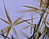 Flabellospora acuminata image