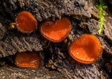 Scutellinia crinita image