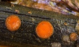 Scutellinia crinita image