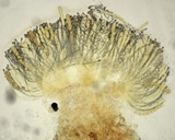 Scutellinia crinita image