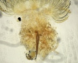 Scutellinia crinita image