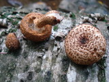 Leucopholiota decorosa image