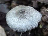 Pluteus ephebeus image