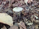 Pluteus ephebeus image