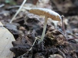 Pluteus ephebeus image