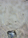 Pluteus ephebeus image
