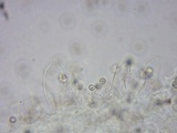 Pluteus ephebeus image