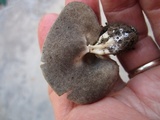 Helvella solitaria image