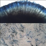 Byssoloma subdiscordans image