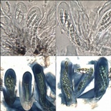 Byssoloma subdiscordans image