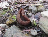 Peziza phyllogena image