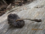 Psilocybe papuana image