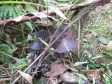 Psilocybe papuana image