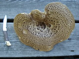 Sarcodon imbricatus image
