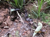 Psilocybe papuana image