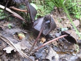 Psilocybe papuana image