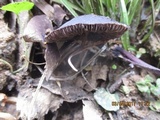 Psilocybe papuana image