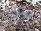 Psilocybe papuana image