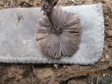 Psilocybe papuana image