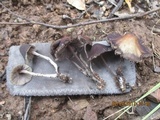 Psilocybe papuana image