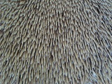 Sarcodon imbricatus image