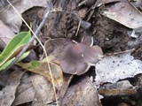 Psilocybe papuana image