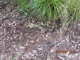 Psilocybe papuana image