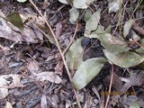Psilocybe papuana image