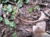 Psilocybe papuana image