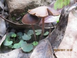 Psilocybe papuana image
