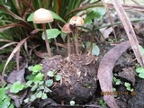 Psilocybe alutacea image