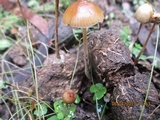 Psilocybe alutacea image