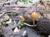 Psilocybe alutacea image