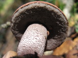 Sutorius eximius image