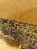 Peroneutypa scoparia image