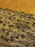Peroneutypa scoparia image