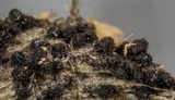 Lasiosphaeris hirsuta image
