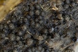 Lasiosphaeris hirsuta image