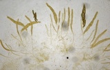 Lasiosphaeris hirsuta image