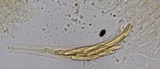 Lasiosphaeris hirsuta image